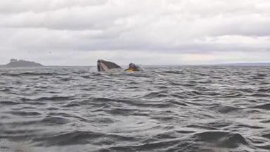 A humpback whale swallowed a kayaker whole, before releasing him