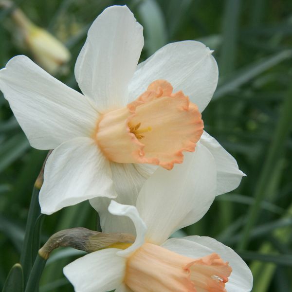 The Mrs R O Backhouse daffodil. Pic: RHS / PA