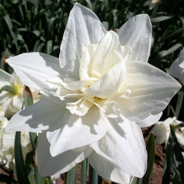 The Mrs William Copeland daffodil. Pic: bulbs.co.uk / PA 