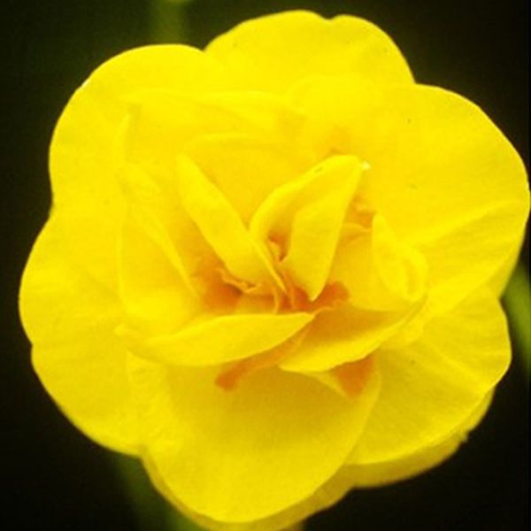 The Sussex Bonfire daffodil. Pic: Plant Heritage / PA