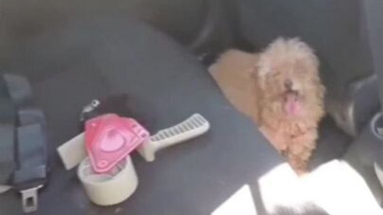 Dog saved from overheated car in Buenos Aires