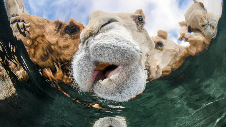 Camels drinking water in Kuwait. This image won the portrait category at the awards. Pic: Abdulaziz Al Saleh/UPY 2025