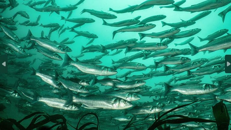 Bass shoal at Eddystone Rocks - an entry in the 2025 Underwater Photography of the Year comeptition. Pic: Rick Ayrton/UPY 2025