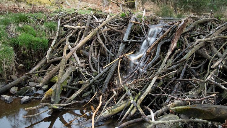 Wild beavers to make a comeback in England