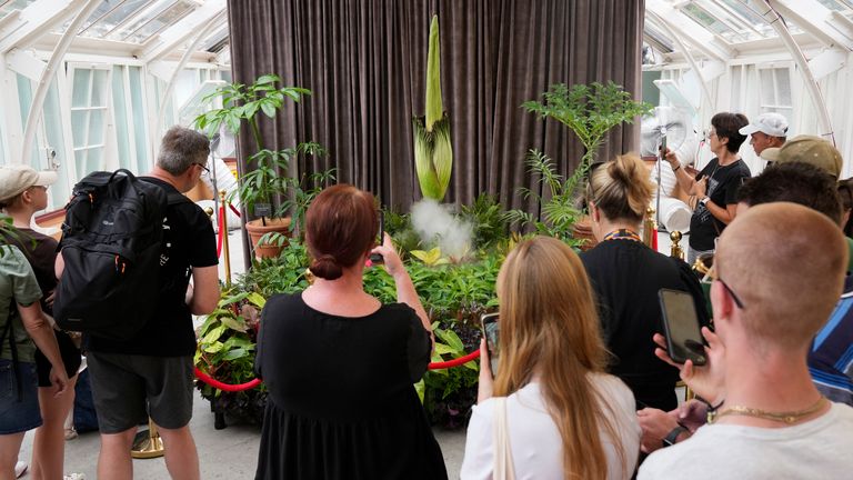 People gather around a corpse flower that begins to bloom at the Royal Botanical Gardens in Sydney, Australia, Jan. 23, 2025, before another has opened in the Australian capital Canberra in the nation's third such unusual flowering in recent months. (AP Photo/Rick Rycroft)