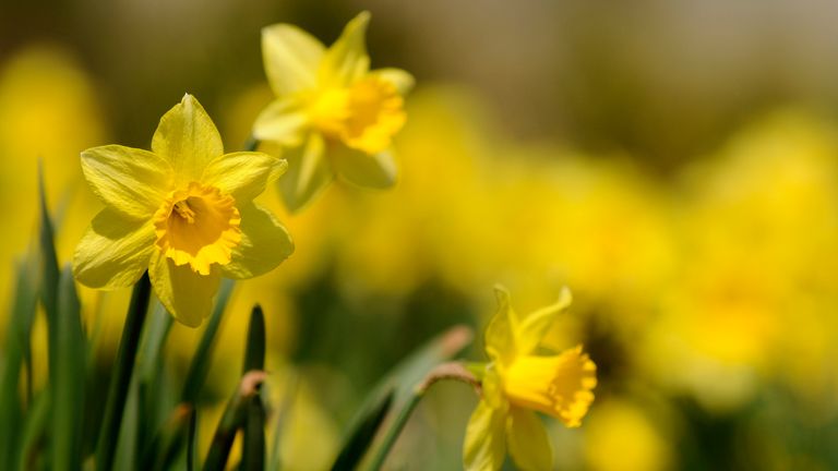 The RHS is asking people to track and map daffodils - especially rare pink varieties. Pic: iStock