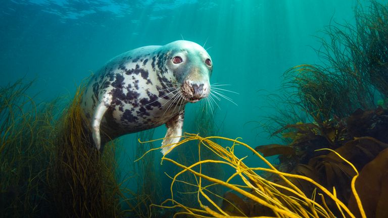 David Alpert won the British Underwater Photographer of the Year award for his image titled The Curious Seal. Pic: David Alpert/UPY 2025 