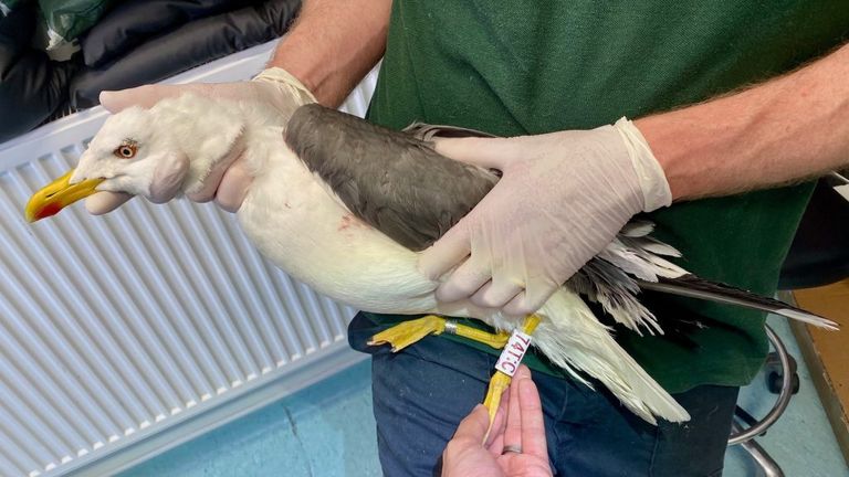 Seagull rescued from Scottish bin found sunning it up on Moroccan beach