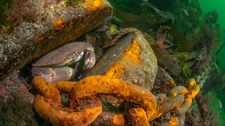 A winning image in the British Waters Living Together category of the 2025 Underwater Photographer of the Year competition, taken at Loch Carron. Pic: Dan Bolt/UPY 2025