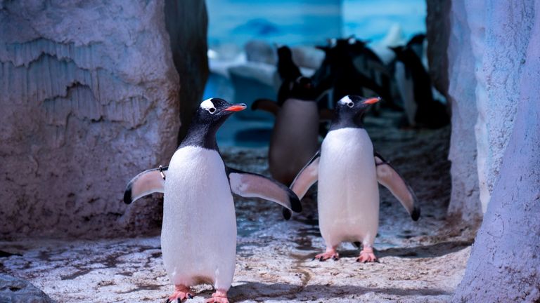 Penguins at the Sea Life London Aquarium during the annual 'count and clean'. Pic PA