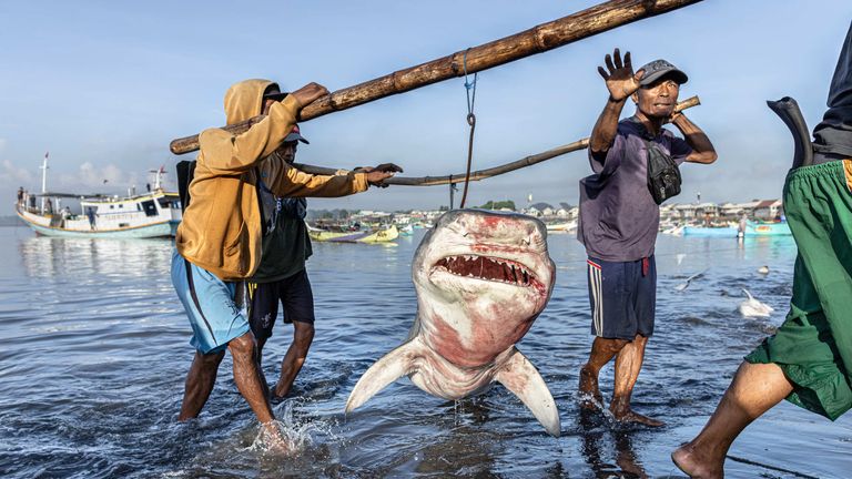 This image of a tiger shark won in Indonesia in the Save Marine conserevation Ftugari of the Year. Pre -approval: Robert Mark Lyman/UPY 2025