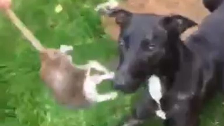 Liam Fair goading Jax the dog with a domestic rat. Pic: Scottish SPCA