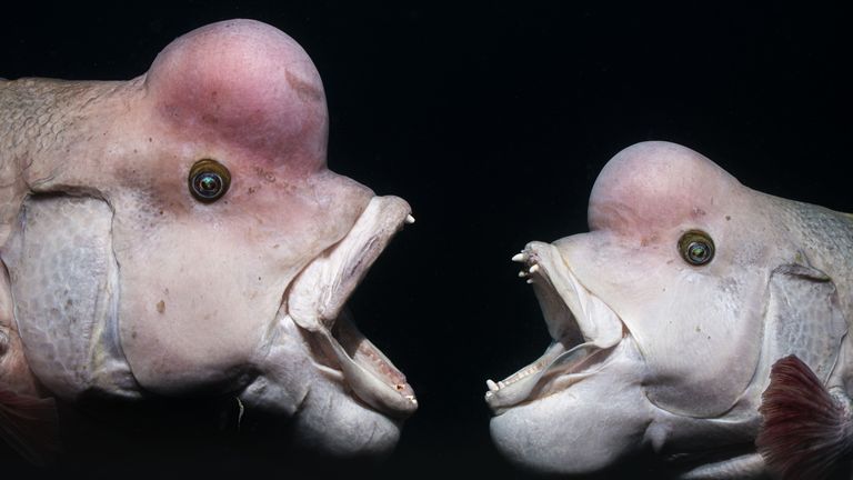 Two male Asian sheepshead wrasse fighting, which won the action category in the competition. Pic: Shunsuke Nakano/UPY 2025