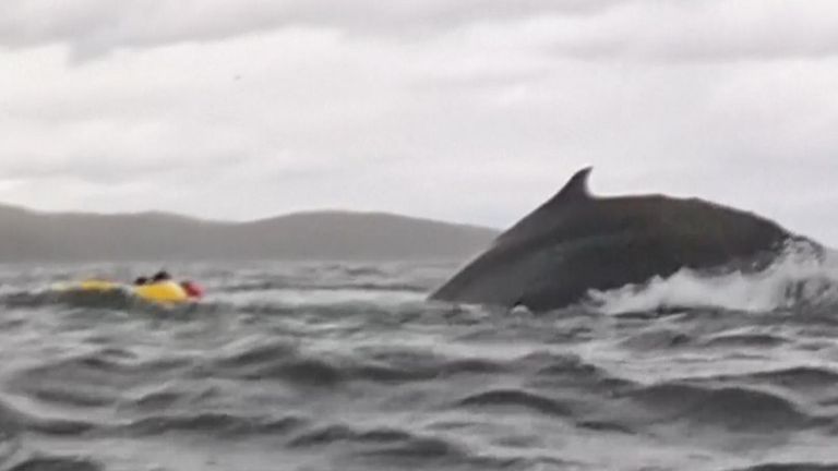 Humbback Whale i Kayak