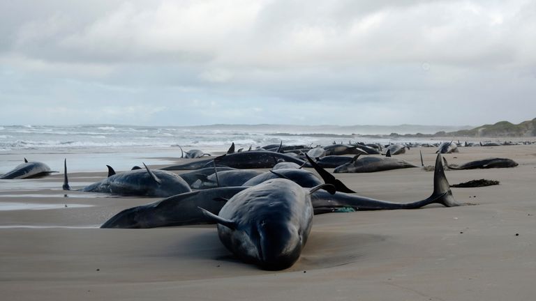 The false killer whales stranded on the beach.
Pic: AP/NRE