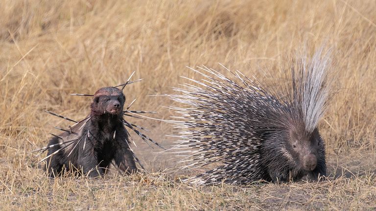 Pic: David Northall / Wildlife Photographer of the Year