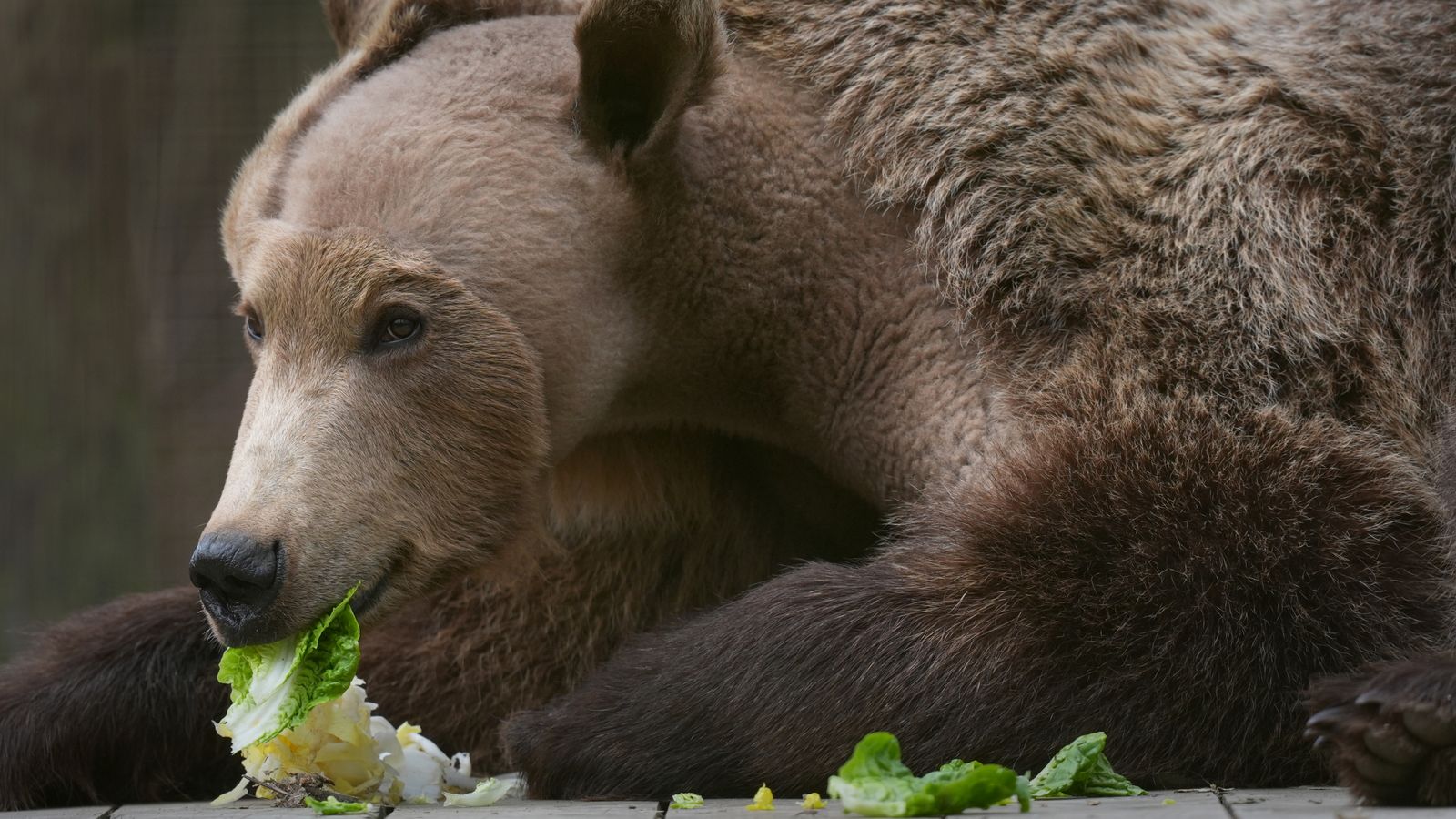 Bear wakes from hibernation ‘happy’ after pioneering brain op