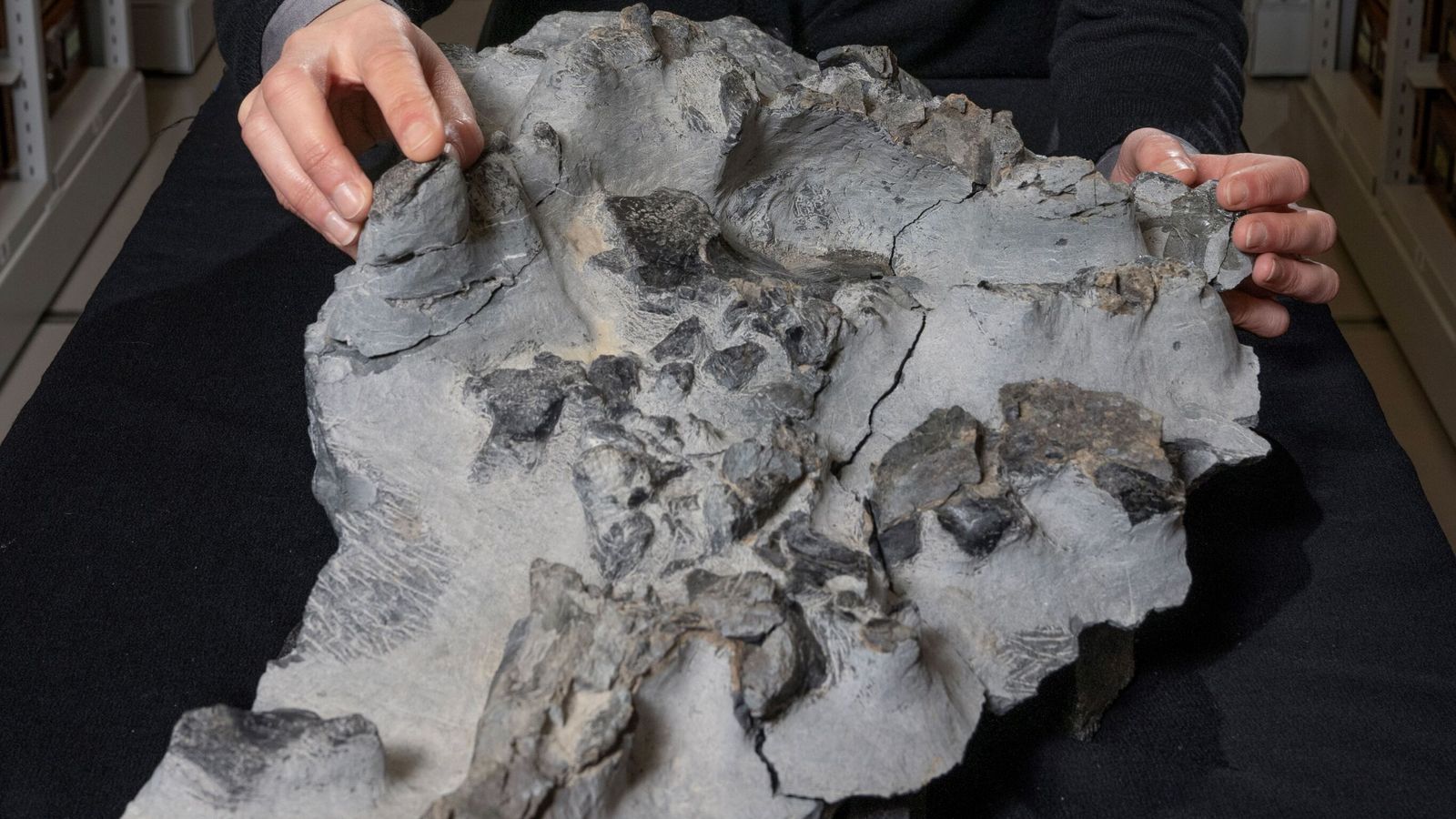 Elgol dinosaur fossil found in 1973 finally extracted from base of cliff on Isle of Skye