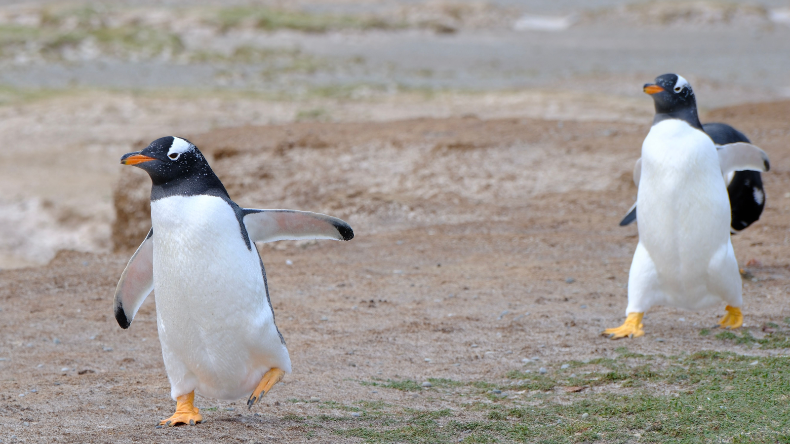 An abundance of marine life - but the wildlife of the Falkland Islands ...