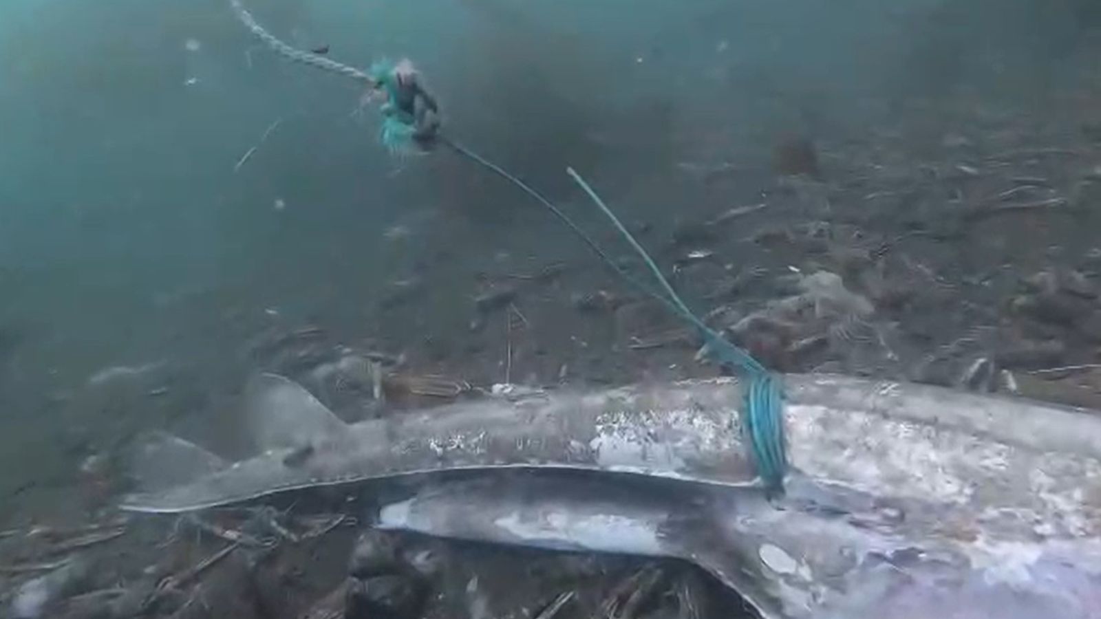 Thousands of dead fish dumped on seabed after getting caught in trawl nets