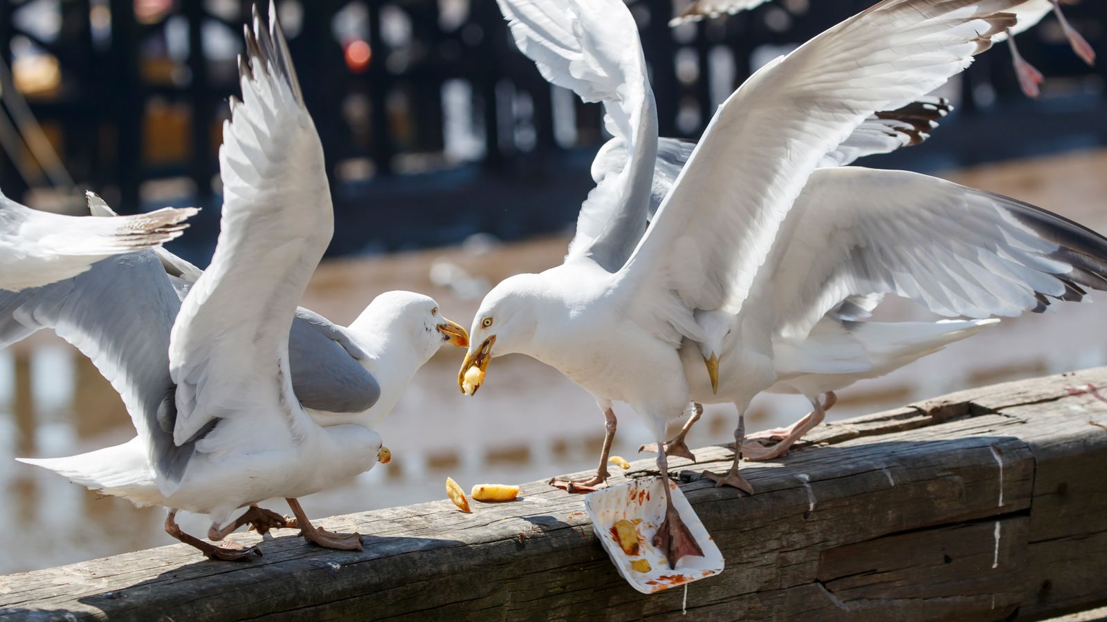 Scottish Minister Addresses Surge in Seagull Attacks Amid Public Concern