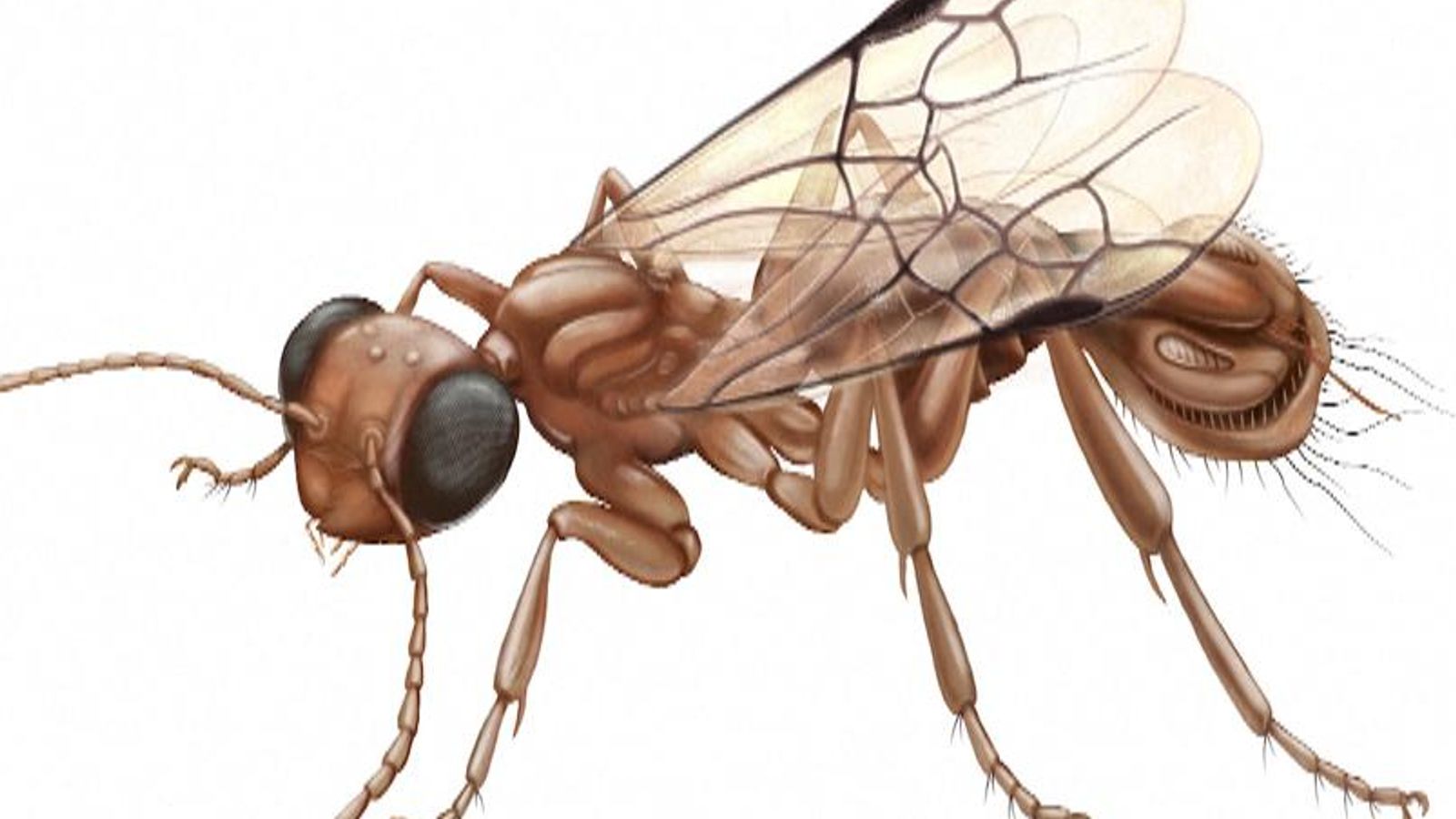 Venus fly trap wasp' found in chunk of amber in Myanmar