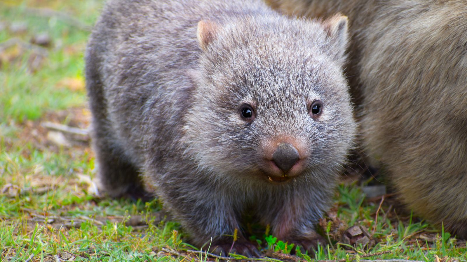 Sam Jones: US influencer who snatched baby wombat from its mother ...