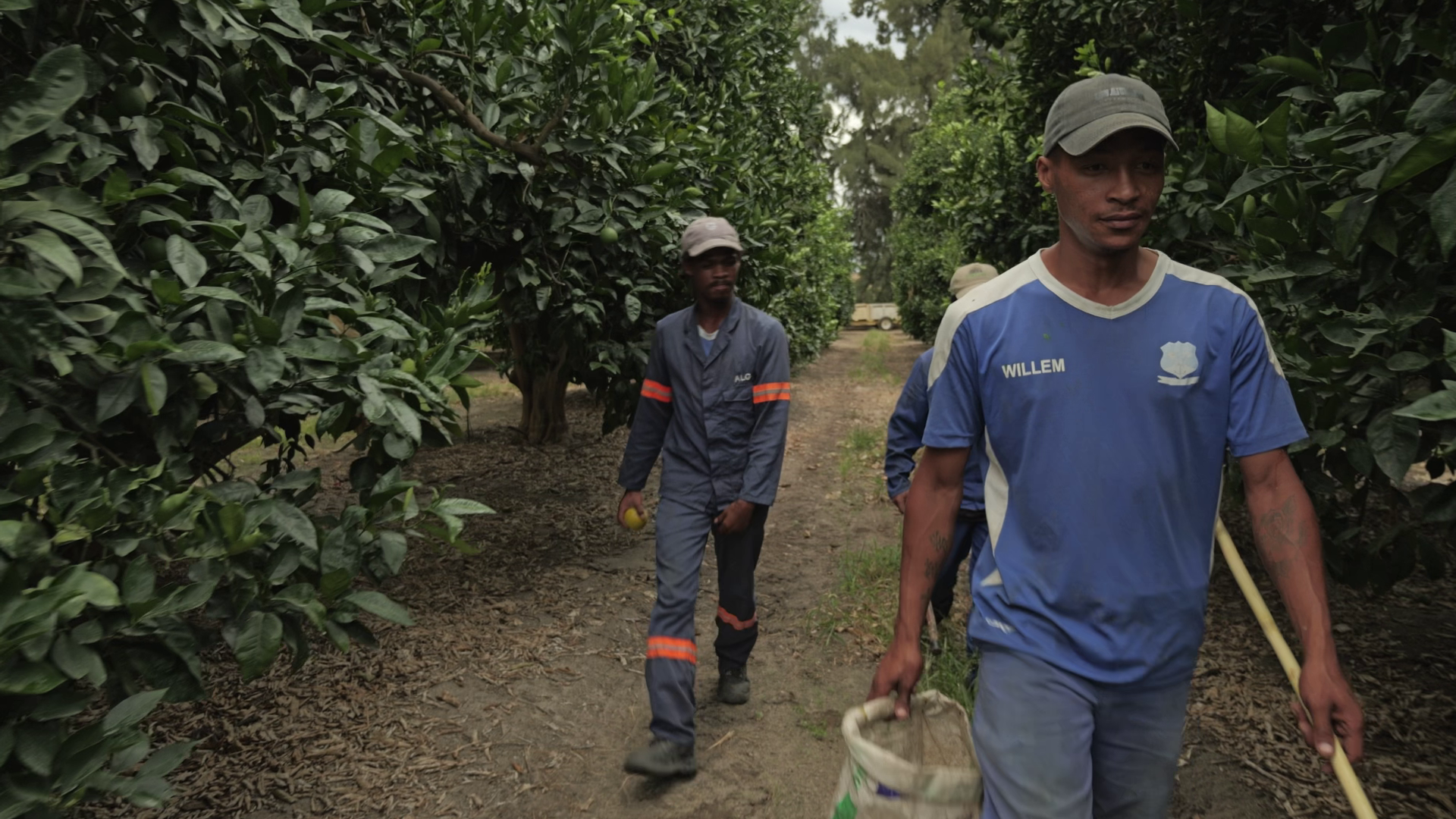 South Africa's citrus groves look idyllic - but Trump tariffs could prove disastrous