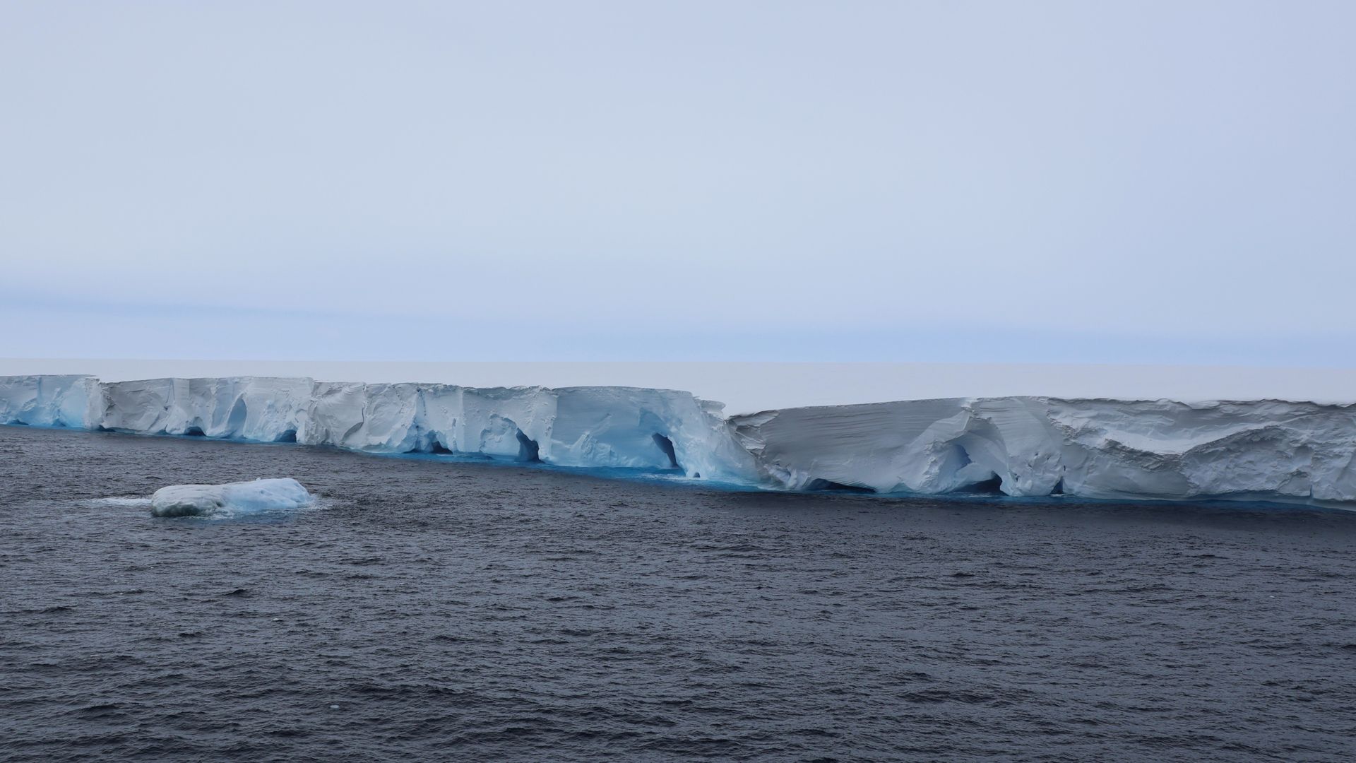 World's largest iceberg runs aground, putting these sea animals under threat