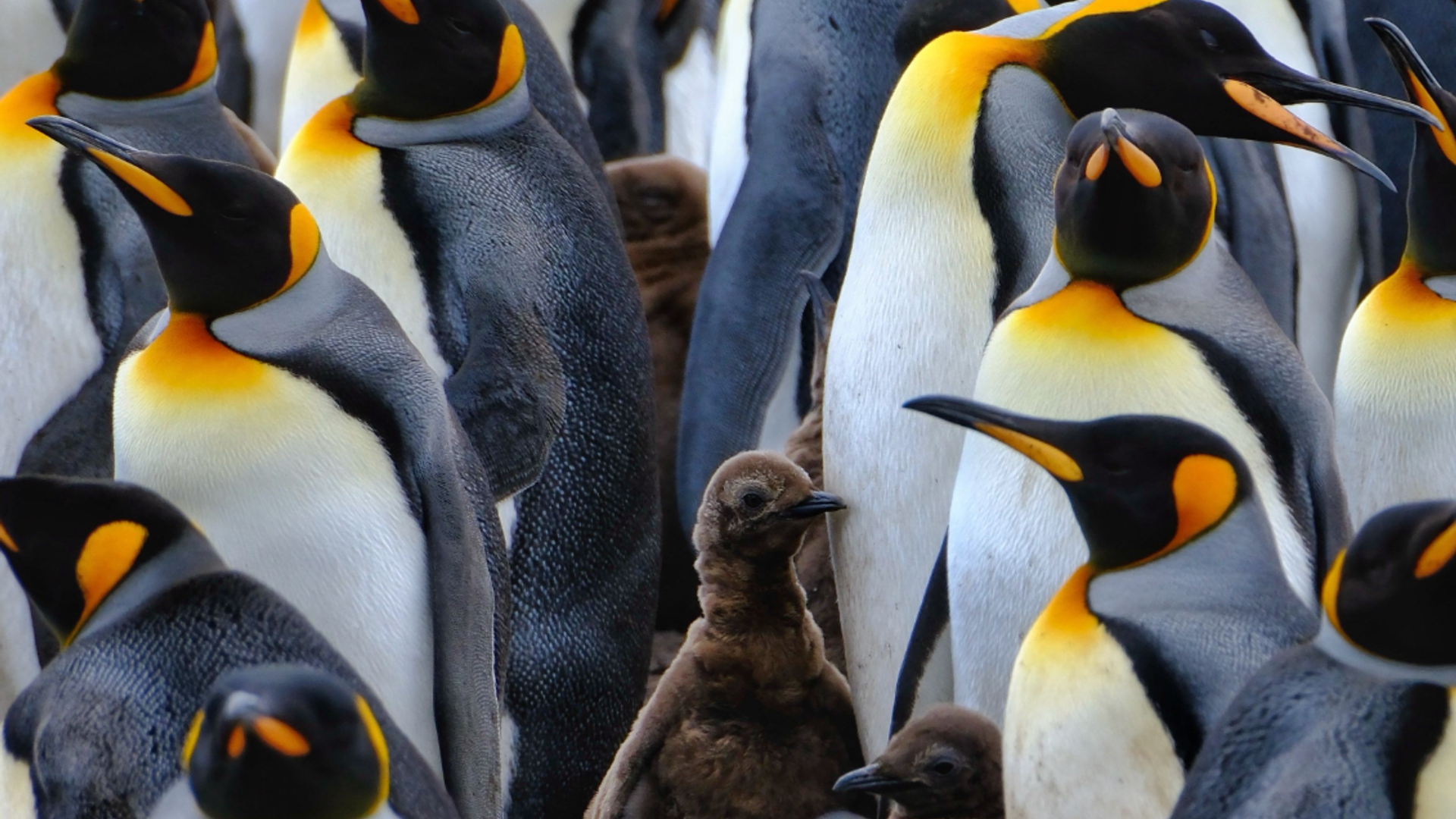 Giving you a side-eye like a 3ft yob in a wetsuit - meet the penguins of the Falklands