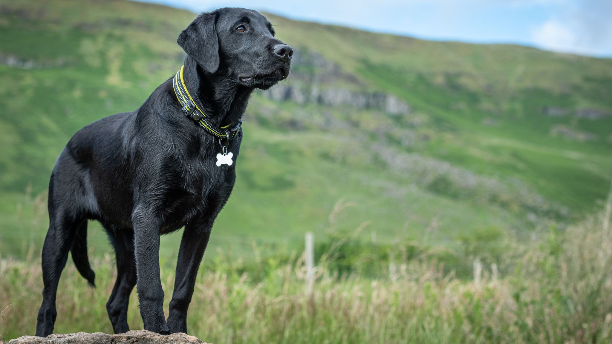 Labradors and humans share genes which make them more likely to become ...