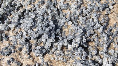 Race to clean up billions of plastic 'nurdles' that washed up in UK after tanker crash WTX News Nurdles at the Titchwell Marsh reserve. Pic: RSPB