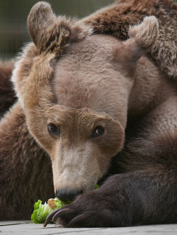 Boki eating. Pic: PA