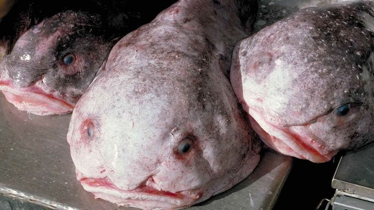 Set
3663842

Image
3663842a

Photographer
Afsc/Noaa/Shutterstock

Blob sculpin (Psychrolutes phrictus) AKA blobfish, Alaska, America - 2014
Blob sculpin (Psychrolutes phrictus) AKA blobfish

2014
Categories
Not-Personality

Keywords
PSYCHROLUTES MARCIDUS QUIRKY UNUSUAL FISH ENDANGERED THREATENED BY DEEP SEA FISHING BOTTOM TRAWLING INEDIBLE MARINE LIFE SEALIFE BLOB FISH UGLY WEIRD FUNNY UGLIEST CREATURE DEEP SEA

Featured in
File size
3658 x 2186, 22.9MB 31.0 x 18.5 cm @300ppi

Special Instructio