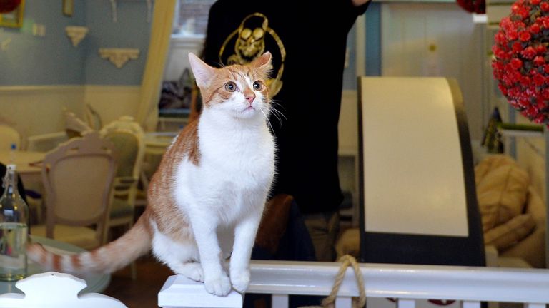 Charities are calling for cat cafes to be 'phased out' over animal welfare concerns. Pic: John Stillwell/PA Wire  