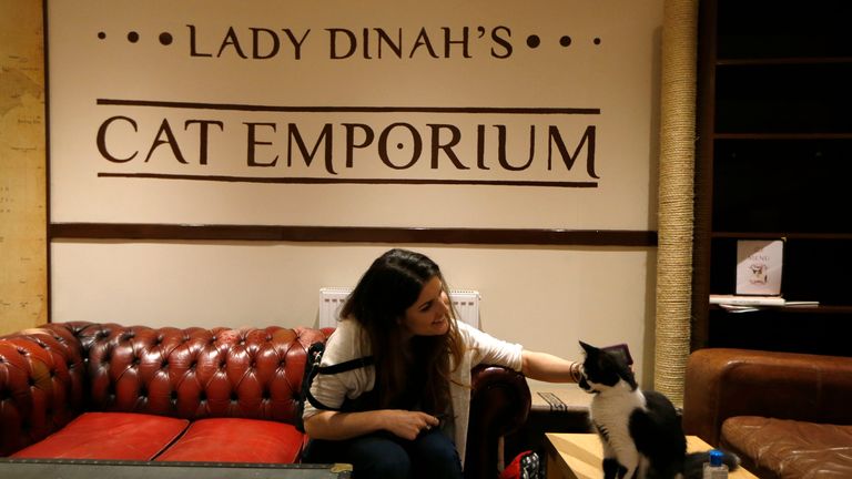 Lady Dinah's Cat Emporium in East London. PHOTO: SANG TAN/AP