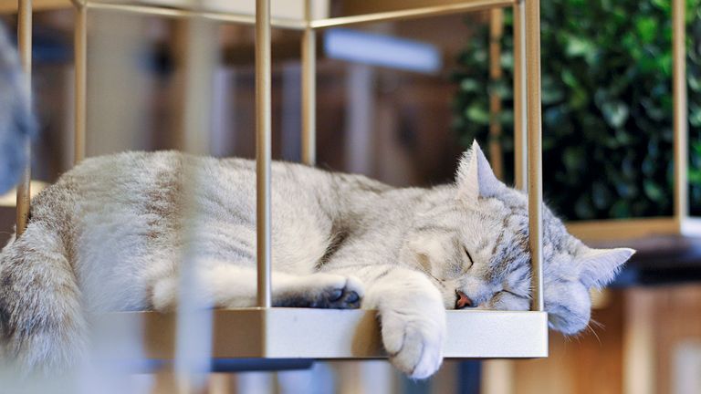 A cat sleeping in a cat cafe. Photo: VWPICS via AP -images