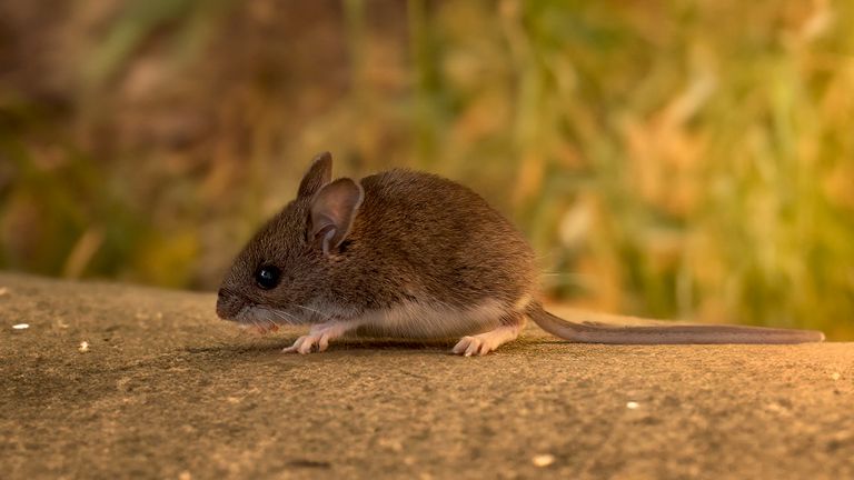 The deer mouse (Peromyscus maniculatus) North American native rodent, often called the North American mouse mouse, the most common cause of Hantavirus Long Syndrome (HPS)