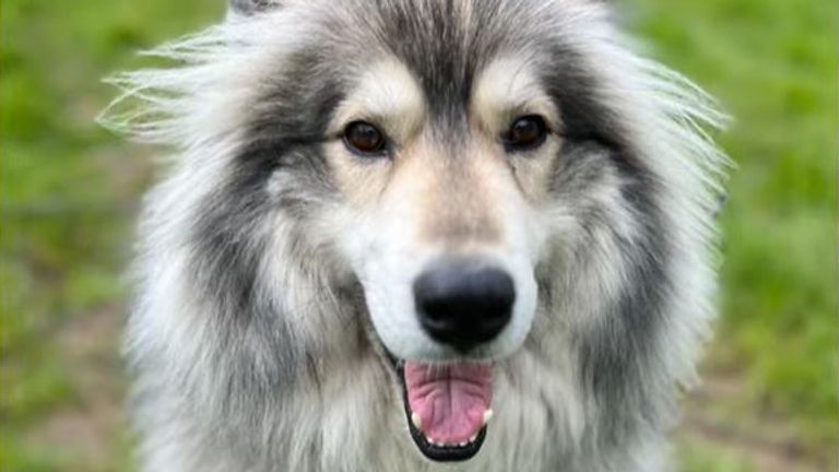 Diesel was stolen from a garden last October