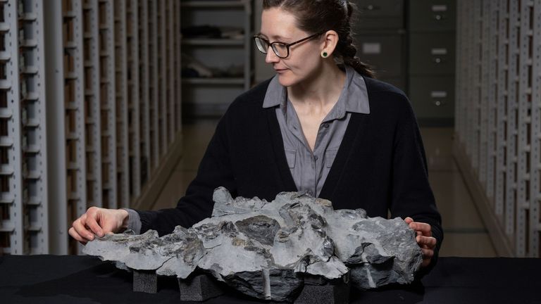 Dr Elsa Panciroli with the Elgol dinosaur fossil. Pic: NMS/Neil Hanna