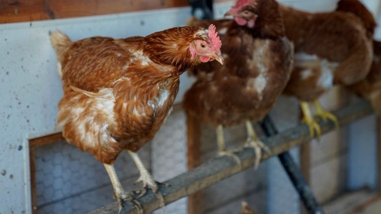 FILE - Red Star chickens roost in their coop Tuesday, Jan. 10, 2023, at Historic Wagner Farm in Glenview, Ill.  (AP Photo/Erin Hooley, File)