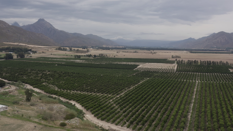 SN screengrabs from Yousra Elbagir VT on Trump's tariffs affecting SA citrus growers featuring GVs of farmers and workers