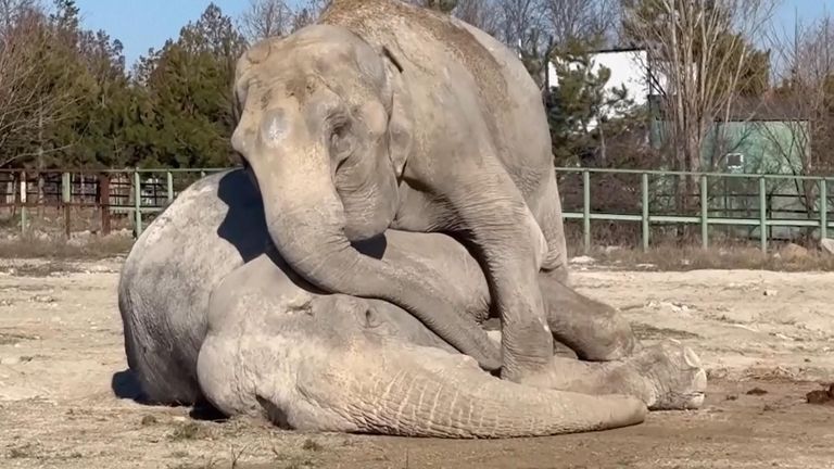 This video released by Crimean wildlife park appears to show an elephant  mourning over the body of her long-time performing companion.