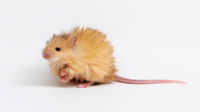 Genetically released mice with thick and woolen hair in a laboratory in Dallas, Texas. Pre -approval: Huge Biological Sciences/AP