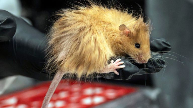 Genetically edited mice with long, thick, woolly hair at a lab in Dallas, Texas. 
Pic: Colossal Biosciences/AP