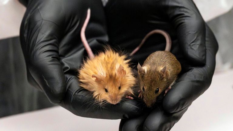 Genetically edited mice with long, thick, woolly hair at a lab in Dallas, Texas. 
Pic: Colossal Biosciences/AP