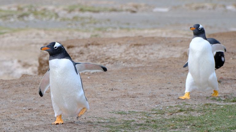 Gentoo Penguins. Photo soumise par Tom Clarke