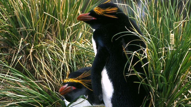 EMBARGOED TO 0001 SATURDAY APRIL 25 Undated handout photo issued by the WWF of Macaroni penguins at Hercules Bay, South Georgia Sub-Antarctic. Scientists used tracking data from five types of penguin and 12 other species of predator to find the richest feeding grounds in the Southern Ocean.    MIME type:  image/jpeg  Width:  2490  Height:  3772  Copyright holder:  PA PICTURE DESK  Copyright notice:  PA Media  Usage terms:  PICTURE DESK USE ONLY. NO SALES  Picture by: