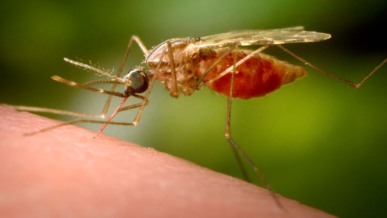 Malaria is spread by the Anopheles Mosquito. Pic: AP