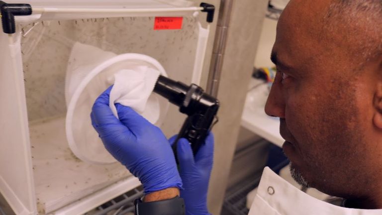 The mosquitos are kept in cages at the Imperial College laboratory